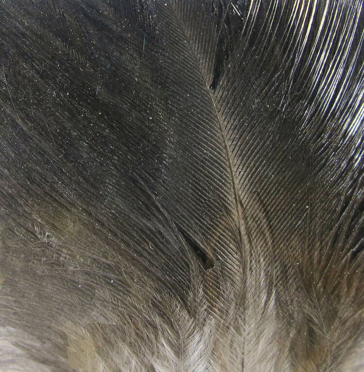 Hareline Dubbin HARELINE GALLO DE LEON SADDLE FEATHERS DUN