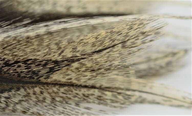 Hareline Dubbin COQ De LEON
