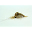 Ugly Bug Fly Shop Micees Shrimp
