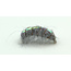 Ugly Bug Fly Shop Crystal Back Scud