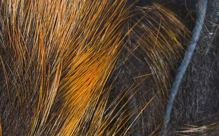 Hareline Dubbin HARELINE FROSTIP RABBIT STRIPS