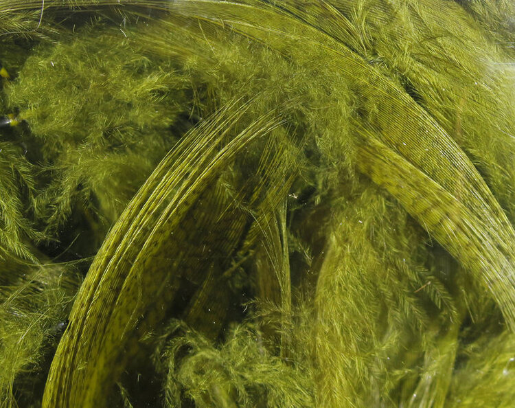 Wapsi MALLARD BARRED FLANK