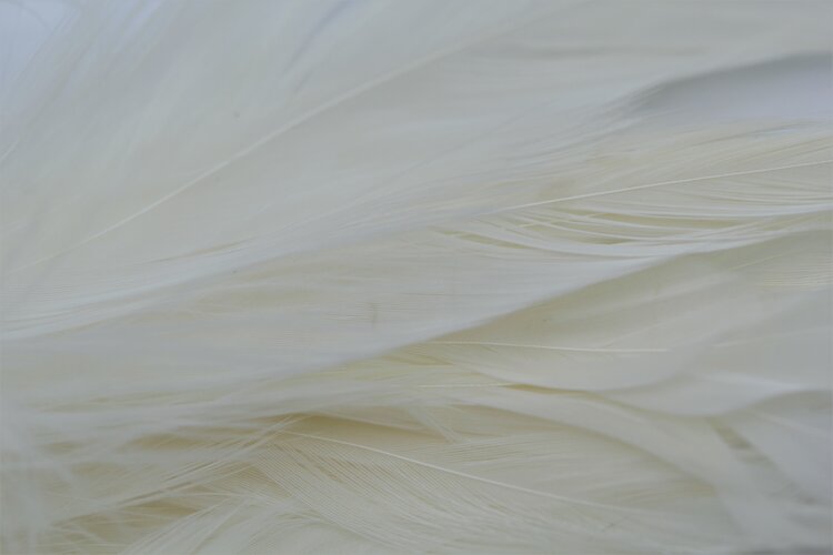 NATURE'S SPIRIT NATURE'S SPIRIT FISH HUNTER SELECT SHLAPPEN