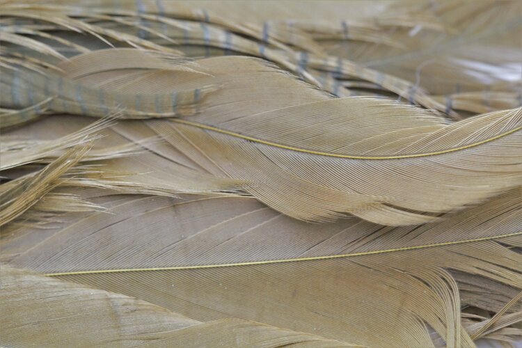 NATURE'S SPIRIT NATURE'S SPIRIT FISH HUNTER SELECT SHLAPPEN