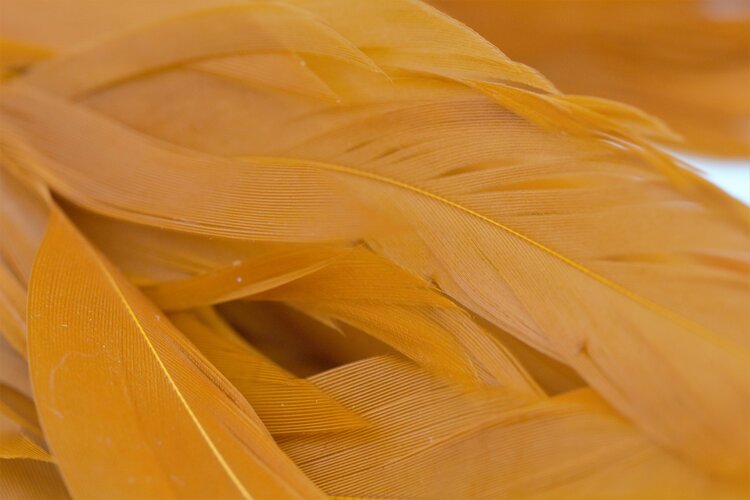 NATURE'S SPIRIT NATURE'S SPIRIT FISH HUNTER SELECT SHLAPPEN