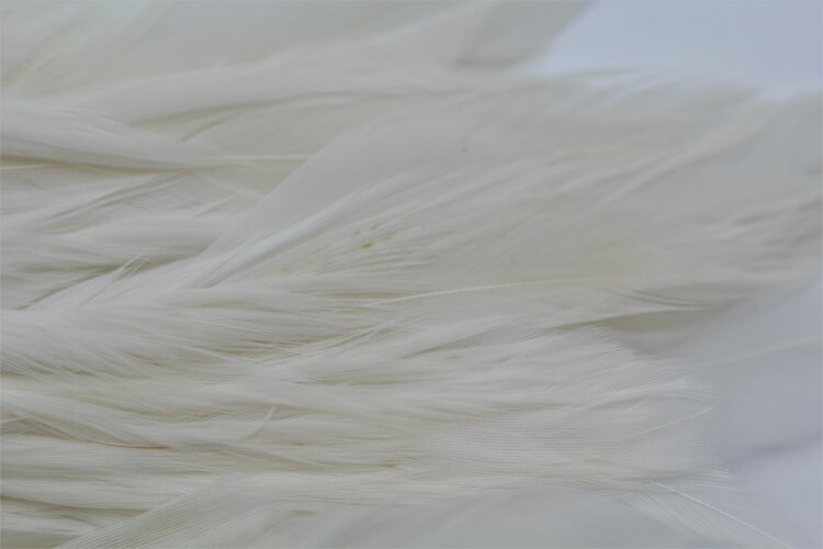 NATURE'S SPIRIT NATURE'S SPIRIT FISH HUNTER SELECT SHLAPPEN