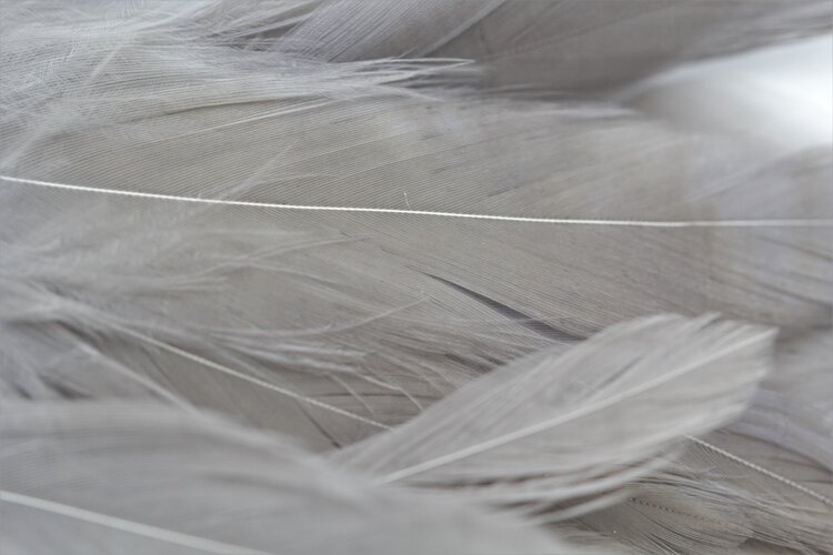 NATURE'S SPIRIT NATURE'S SPIRIT FISH HUNTER SELECT SHLAPPEN