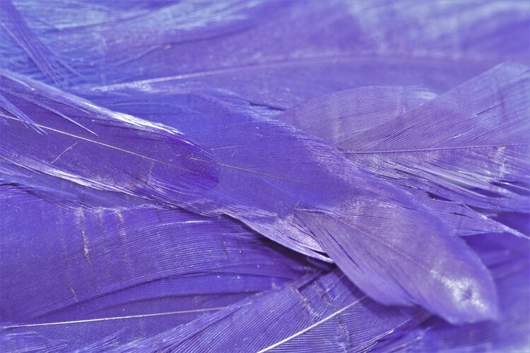 NATURE'S SPIRIT NATURE'S SPIRIT FISH HUNTER SELECT SHLAPPEN