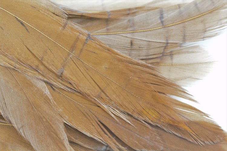 NATURE'S SPIRIT NATURE'S SPIRIT FISH HUNTER SELECT SHLAPPEN