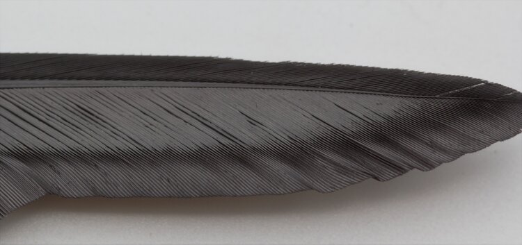 Wapsi WAPSI DUCK QUILL 2 PAIR