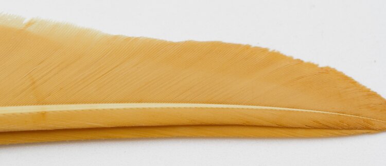 Wapsi WAPSI DUCK QUILL 2 PAIR