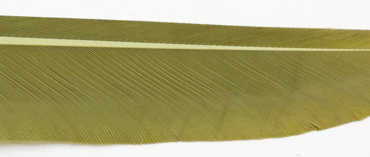 Wapsi WAPSI DUCK QUILL 2 PAIR