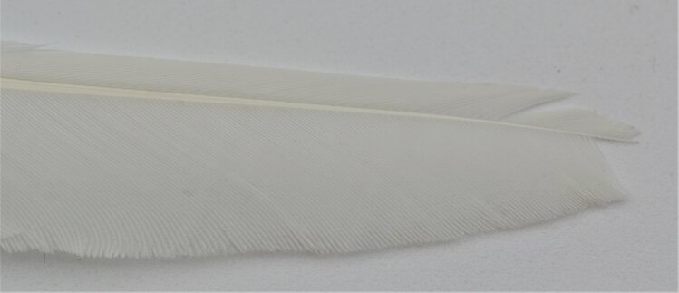 Wapsi WAPSI DUCK QUILL 2 PAIR