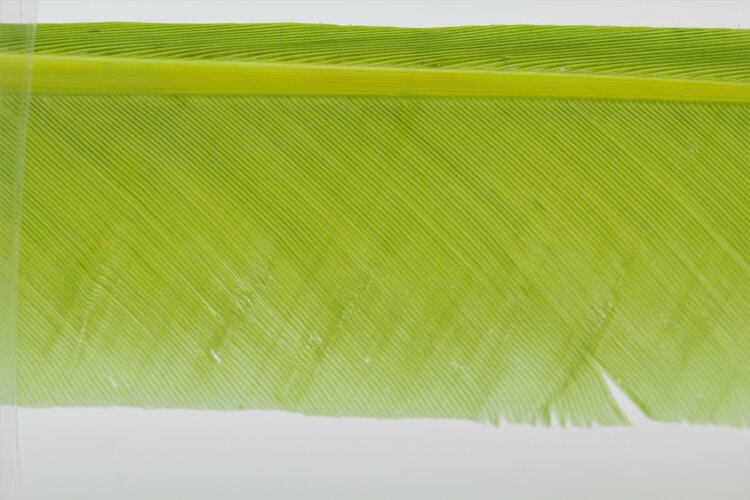 Hareline Dubbin TURKEY BIOTS