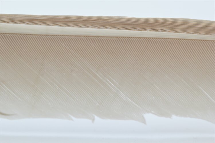 Hareline Dubbin TURKEY BIOTS