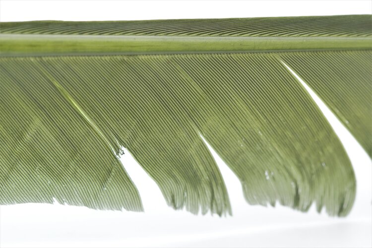 Hareline Dubbin TURKEY BIOTS