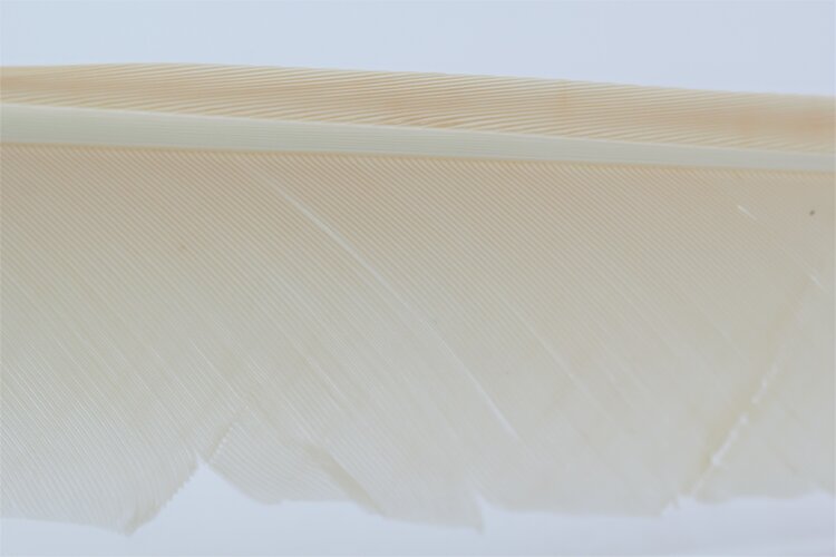 Hareline Dubbin TURKEY BIOTS