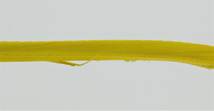 Hareline Dubbin TURKEY BIOTS