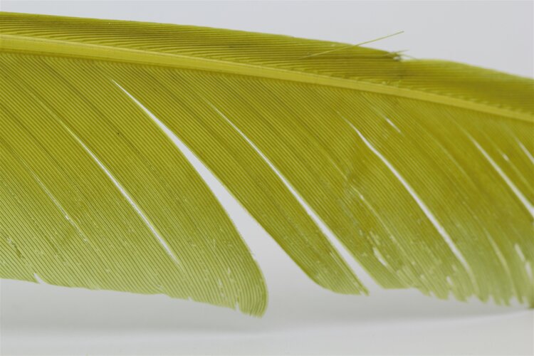 Hareline Dubbin TURKEY BIOTS