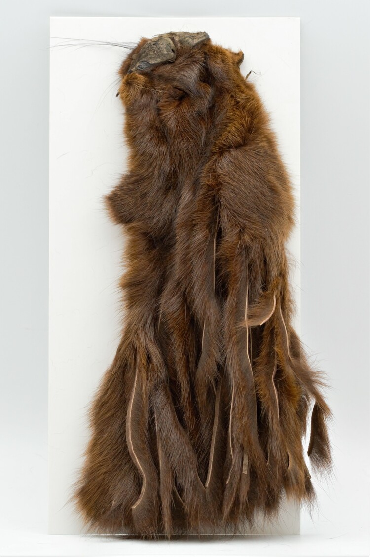 Wapsi WAPSI PINE SQUIRREL SKIN ZONKED