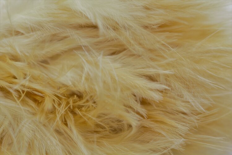 Wapsi WAPSI WOOOLY BUGGER MARABOU