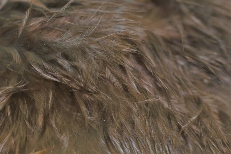 Wapsi WAPSI WOOOLY BUGGER MARABOU