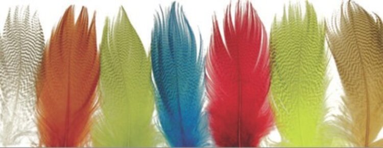 Wapsi MALLARD BARRED FLANK