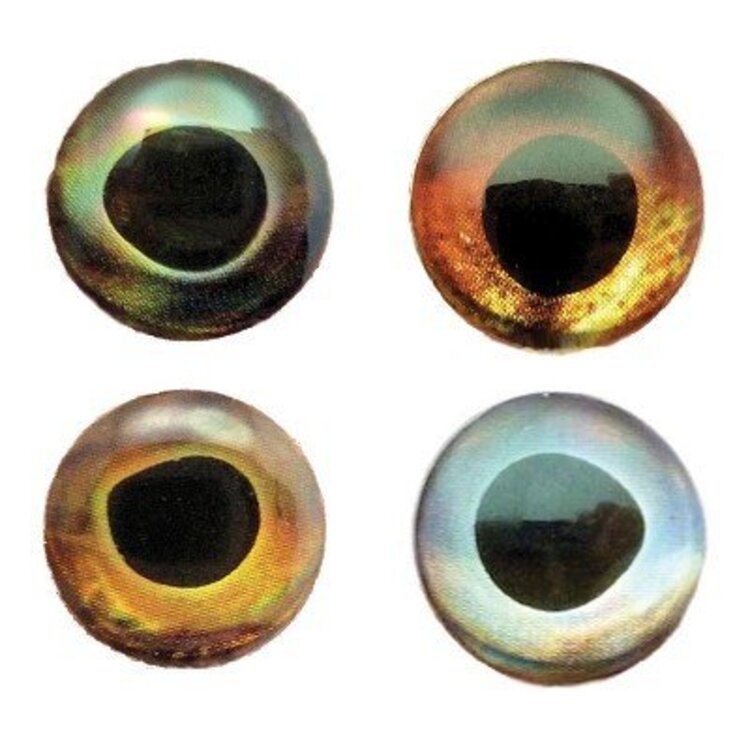 Fish Skull FISH SKULL LIVING EYES