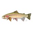 CASEY UNDERWOOD Cutbow Trout Decal by Casey Underwood