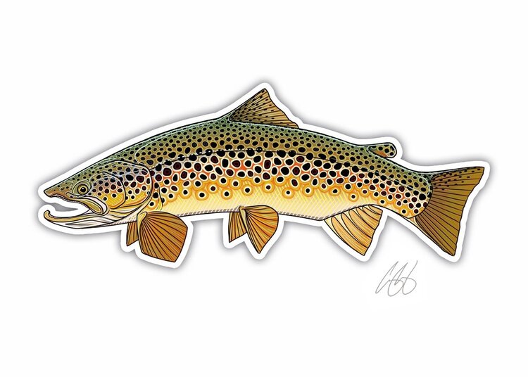 CASEY UNDERWOOD Brown Trout Decal by Casey Underwood
