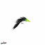 Umpqua Feather Merchants SHOCK COLLAR LEECH