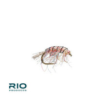 Rio Flyweight scud rainbow