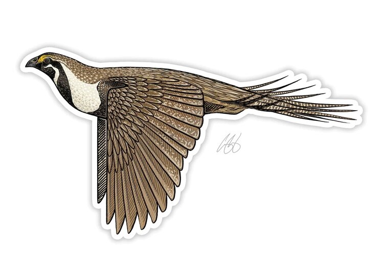 CASEY UNDERWOOD SAGE GROUSE UNDERWOOD STICKER