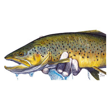 Ty Outdoors TY HALLOCK STICKERS