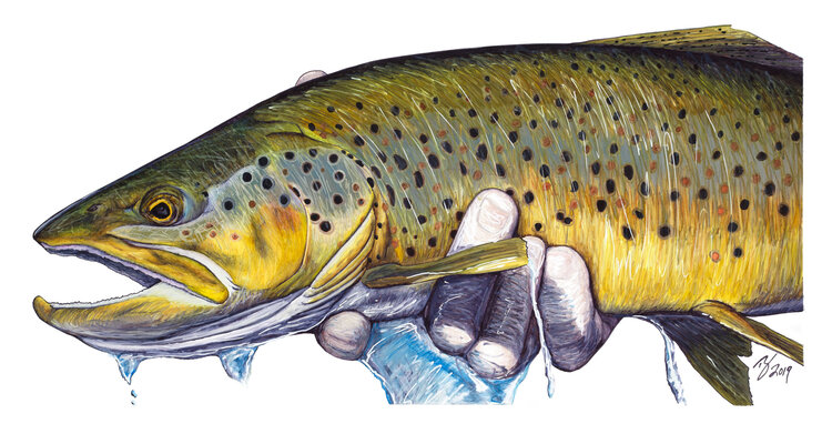 Ty Outdoors TY HALLOCK STICKERS