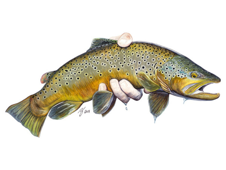 Ty Outdoors TY HALLOCK STICKERS