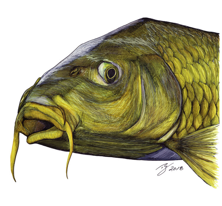 Ty Outdoors TY HALLOCK STICKERS