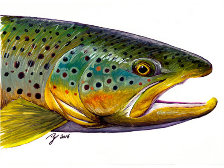 Ty Outdoors TY HALLOCK STICKERS