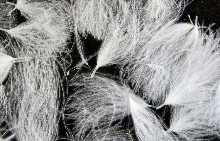 Hareline Dubbin HARELINE CDC OILER PUFFS