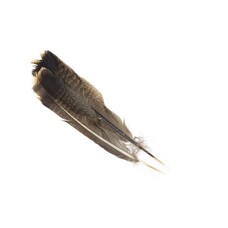 Hareline TURKEY TAIL FEATHERS
