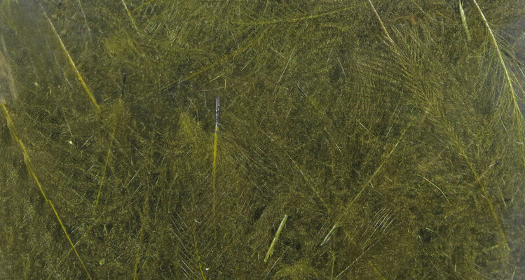 Hareline Dubbin UV2 SELECT CDC