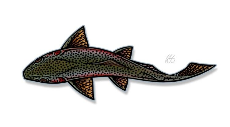 CASEY UNDERWOOD SWIM RAINBOW DECAL BY CASEY UNDERWOOD