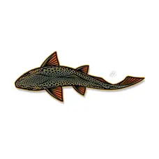 CASEY UNDERWOOD SWIMMING BROWN STICKER