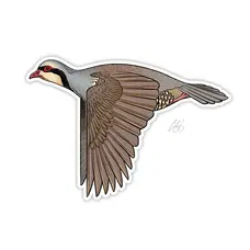 CASEY UNDERWOOD Chukar Decal