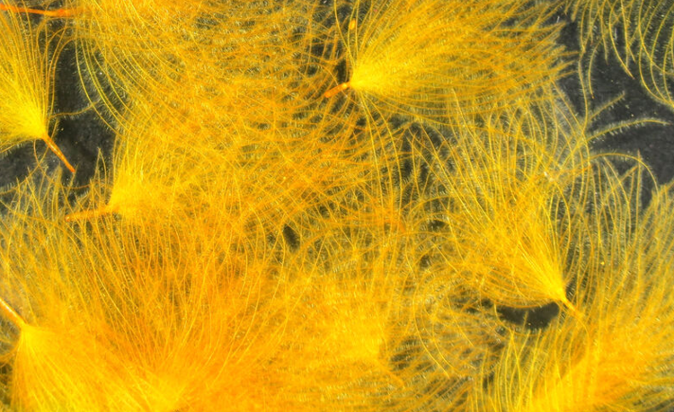 Hareline Dubbin HARELINE CDC OILER PUFFS