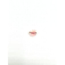 Ugly Bug Fly Shop POXYBACK SOWBUG GRAB BAG PINK #16 - 8 PER BAG