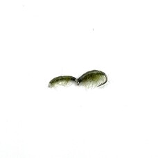 Ugly Bug Fly Shop OLIVE MATING SCUD GRAB BAG #14 - 12 PER BAG