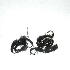 Ugly Bug Fly Shop POISON TONGUE MIDGE GRAB BAG- 10 PER BAG