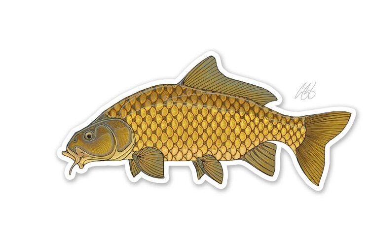CASEY UNDERWOOD COMMON CARP Decal by Casey Underwood