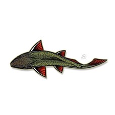 CASEY UNDERWOOD SWIMMING BROOK STICKER
